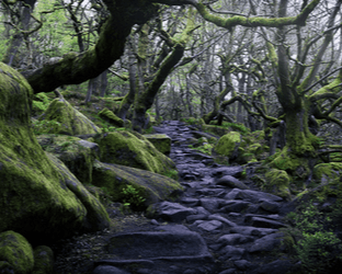 Vegetation, Plant, Rainforest