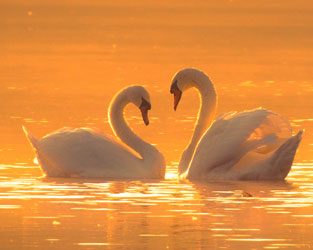 Black and Green Swans