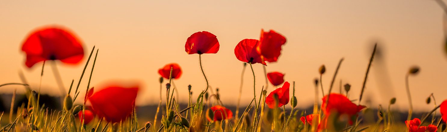 Remembrance Sunday