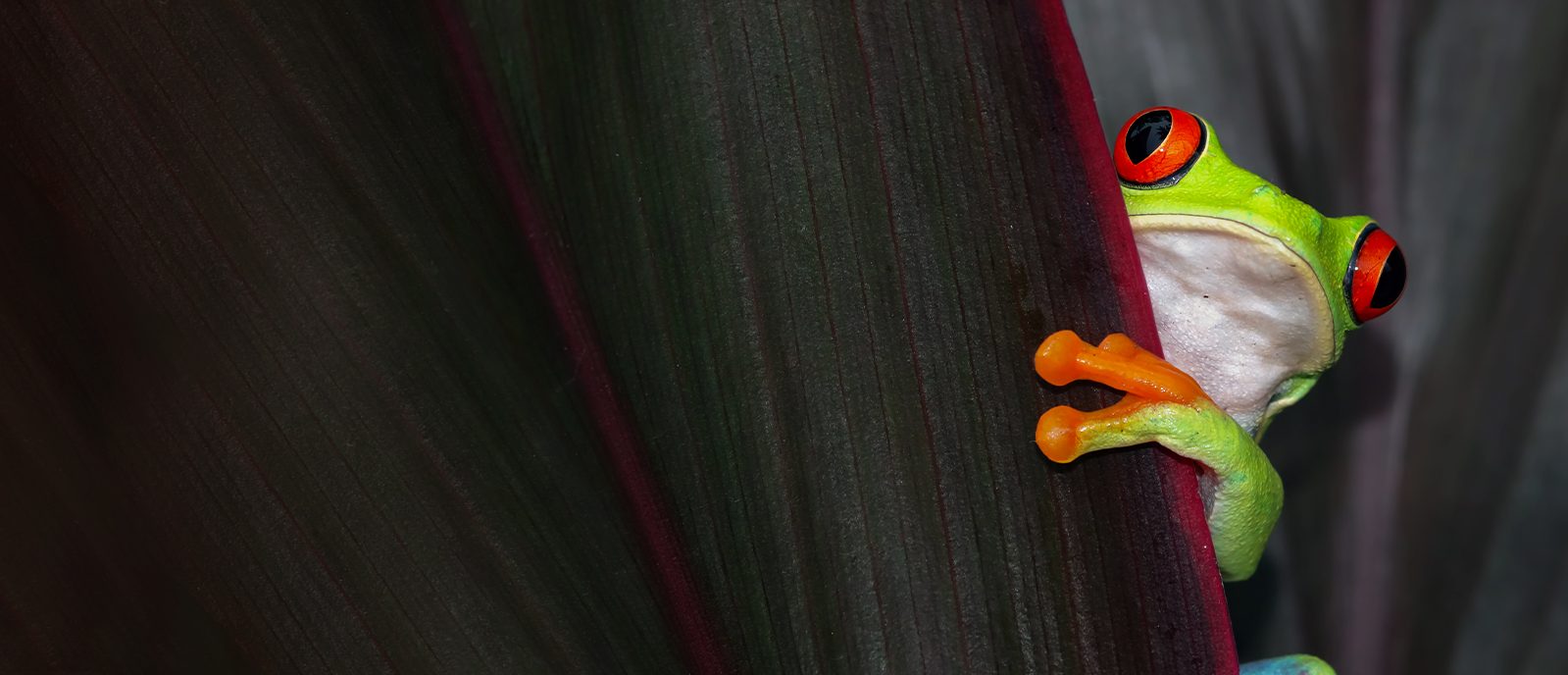 Amphibian, Animal, Frog