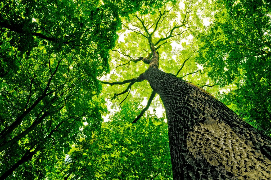 Plant, Tree, Tree Trunk