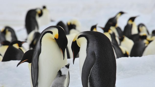 Animal, Bird, Penguin