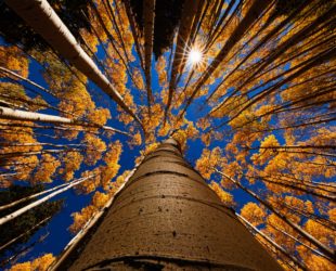 Responsible and sustainable insights
