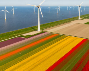 Sustainable bonds: a year of regulatory growth?