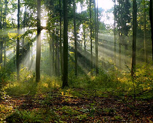Sunlight, Vegetation, Plant