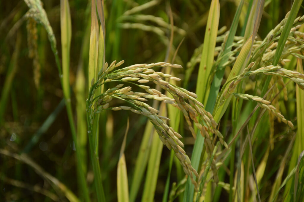 Vegetation, Plant, Nature