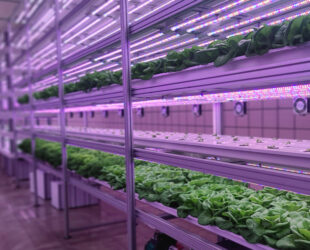 Vertical farming: a growing opportunity