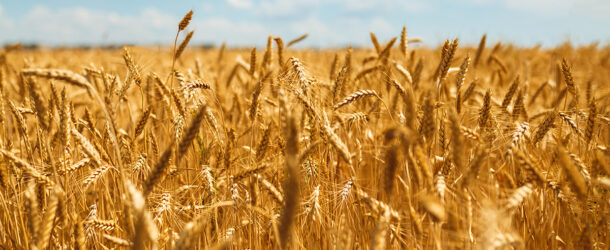 The Geopolitics of Agriculture and Food
