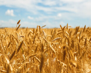 The Geopolitics of Agriculture and Food