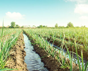 The Importance of Water to Agriculture