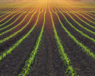 Agriculture, Nature, Outdoors