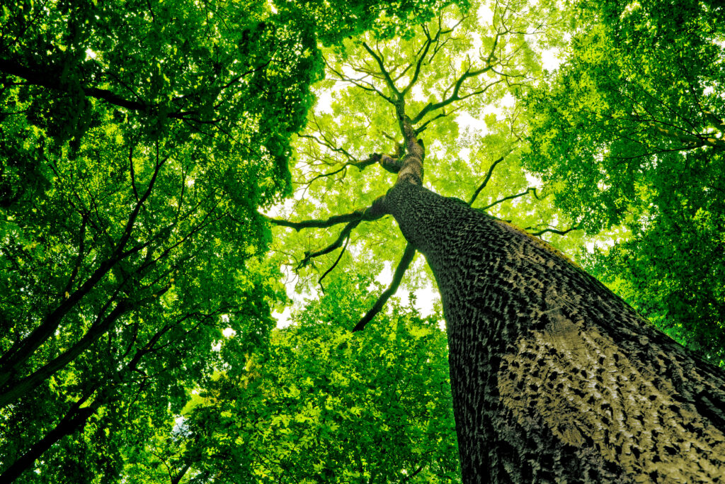 Plant, Tree, Tree Trunk